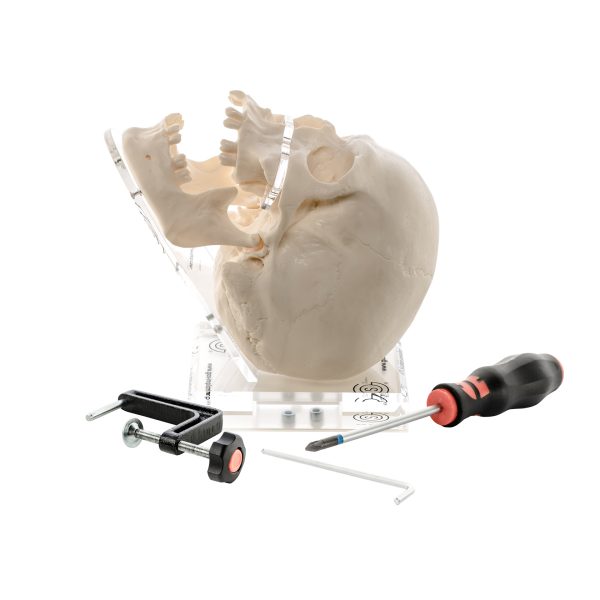 Phantomschädel Serie A